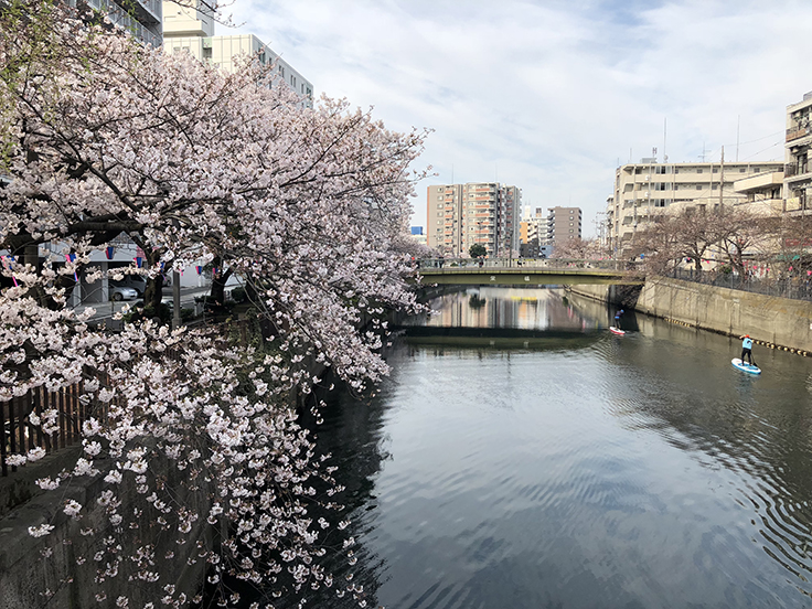 桜風景
